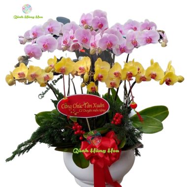 Chậu Lan Hồ Điệp hai màu hồng vàng 10 cành 49