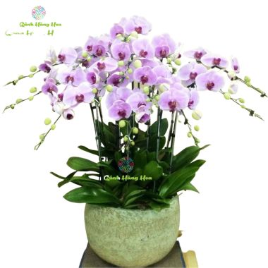 Chậu Lan Hồ Điệp hồng 12 cành 17