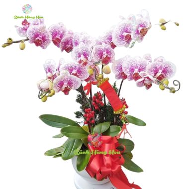 Chậu Lan Hồ Điệp đột biến 5 cành 10