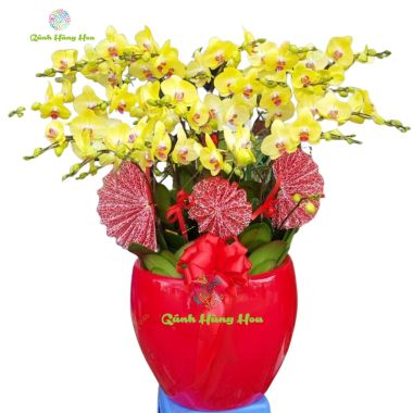 Chậu Lan Hồ Điệp vàng 20 cành 03