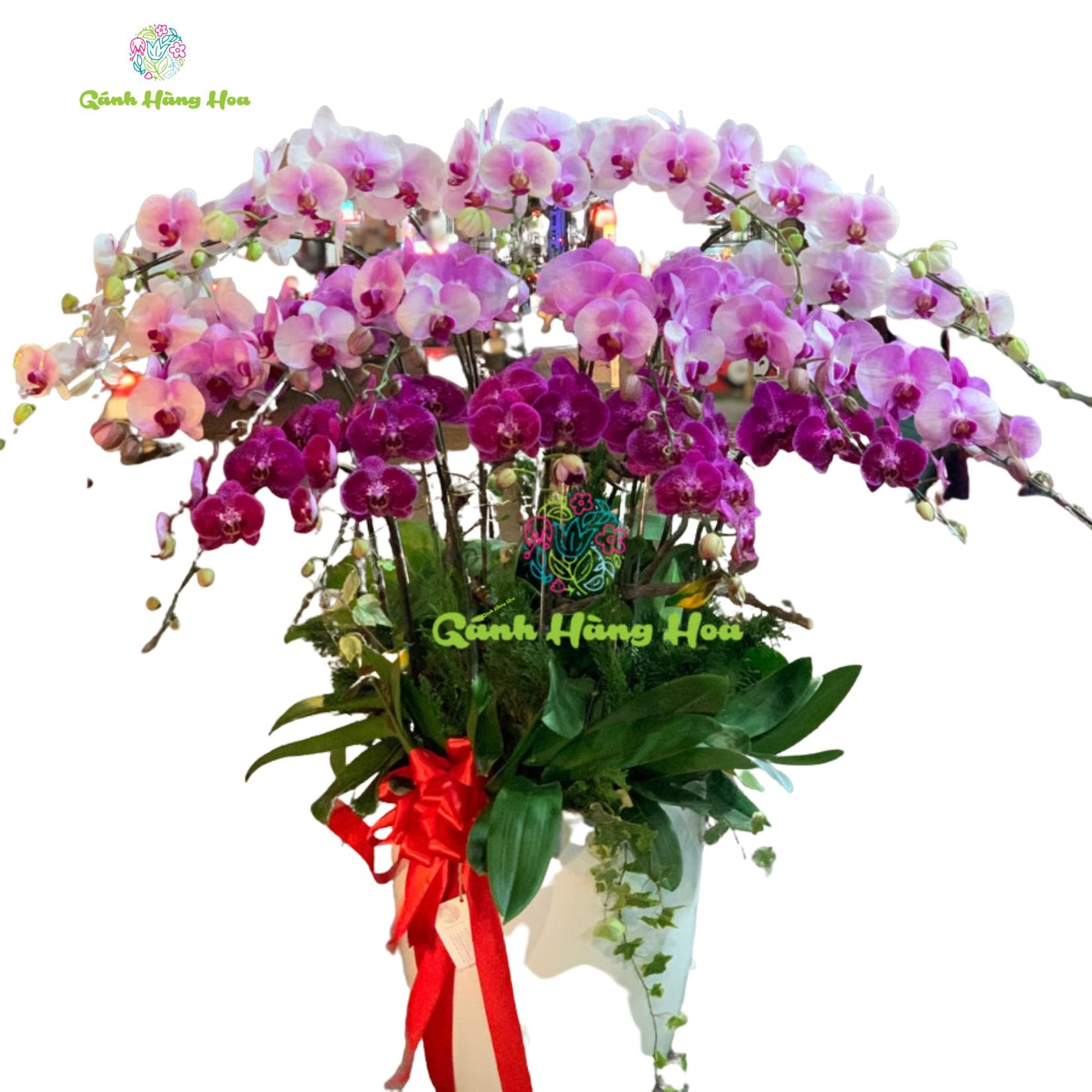 Lan Hồ Điệp Khai Trương